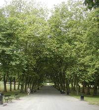 Penge entrance tree avenue